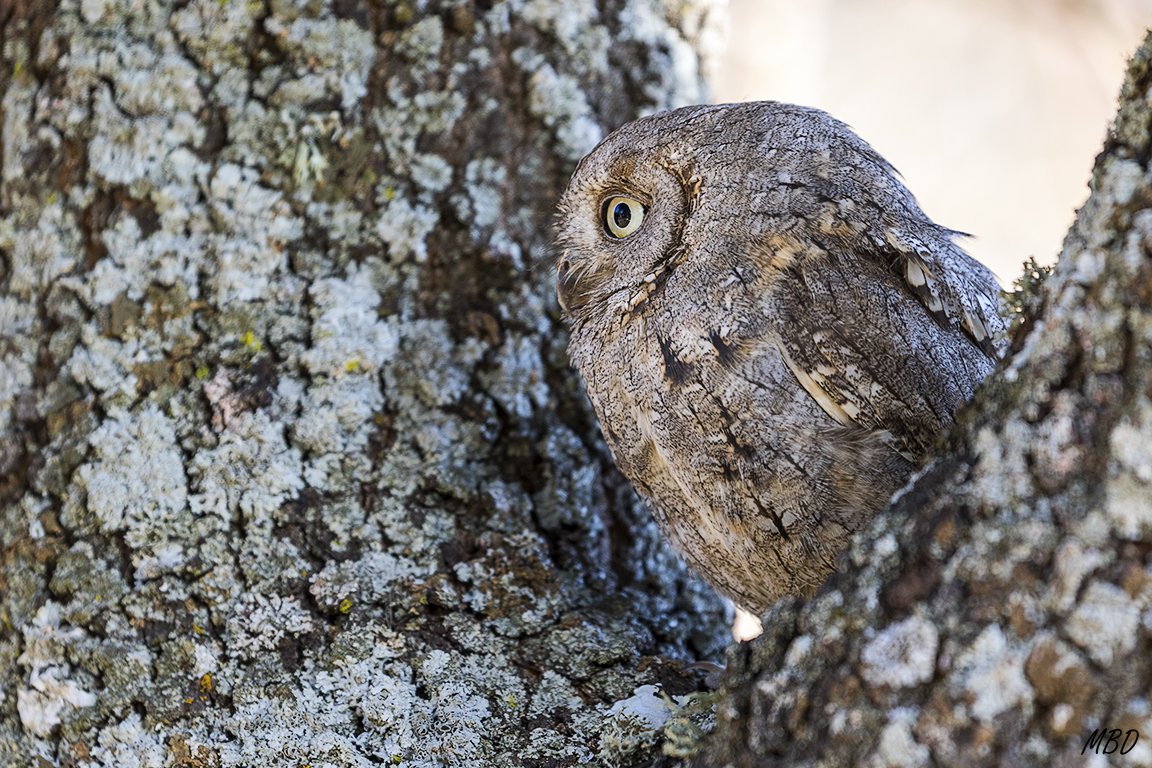 Autillo. Lozoya, ene2017