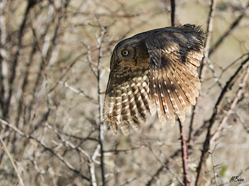 Autillo. Lozoya, ene2017