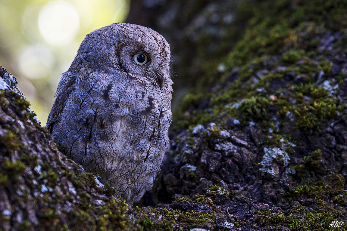 Autillo. Lozoya, ene2017