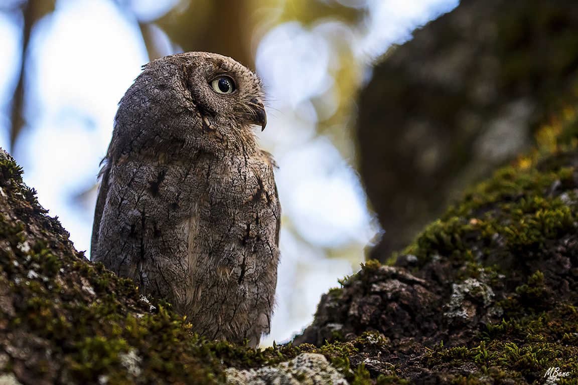 Autillo. Lozoya, ene2017
