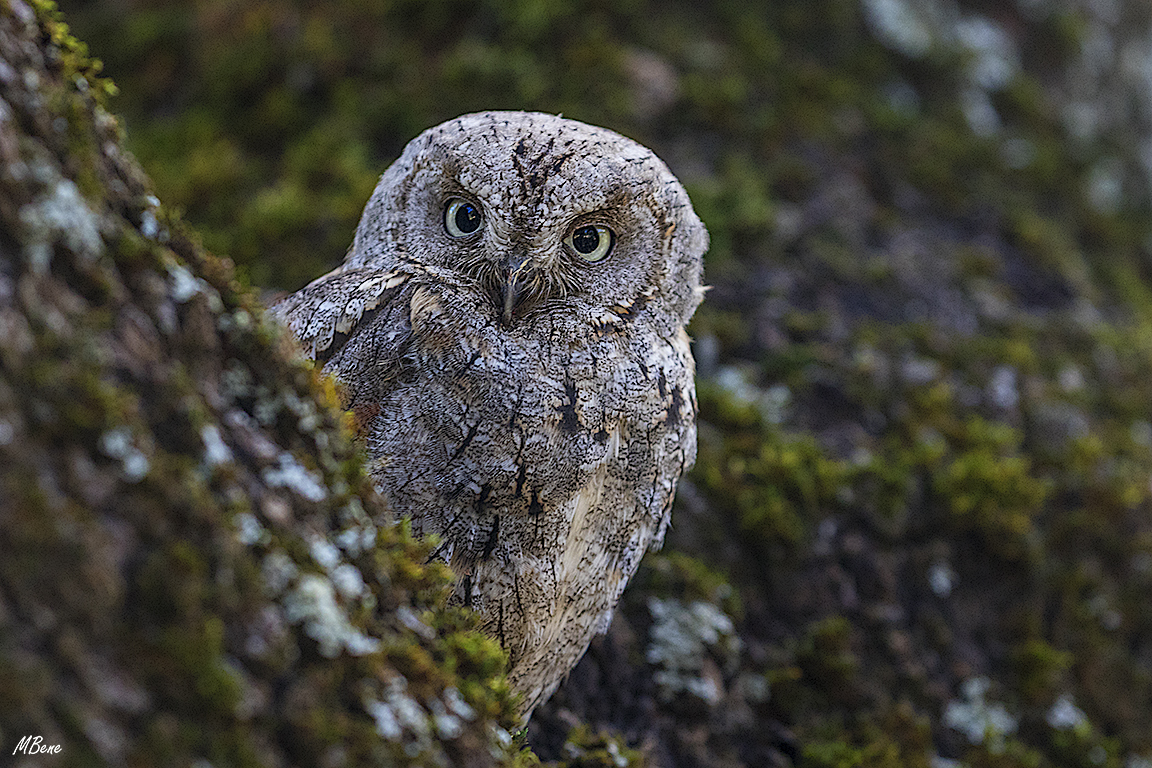 Autillo. Lozoya, ene2017