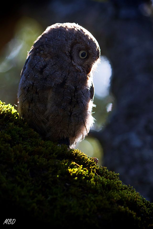 Autillo. Lozoya, ene2017