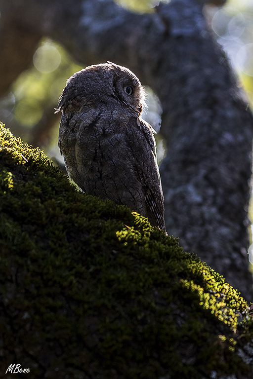 Autillo. Lozoya, ene2017