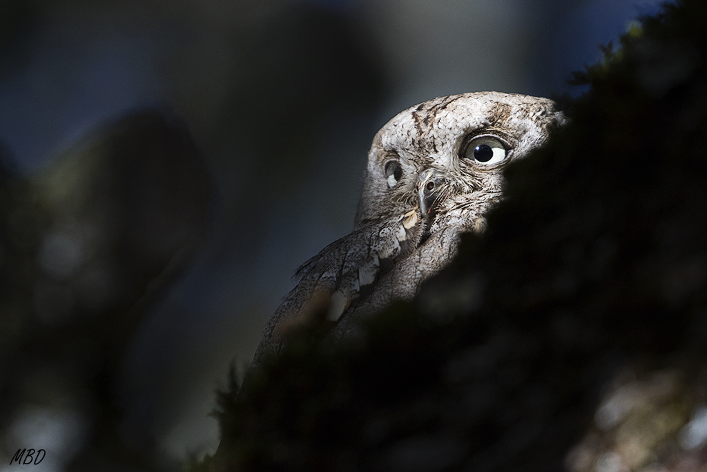 Autillo. Lozoya, ene2017