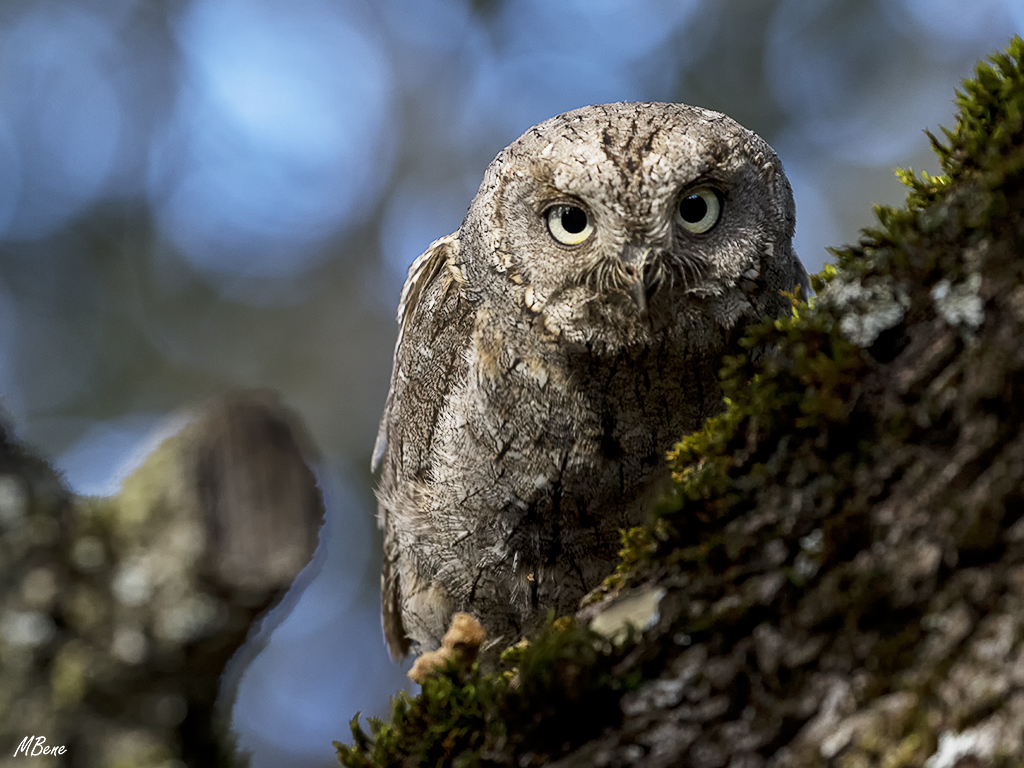 Autillo. Lozoya, ene2017