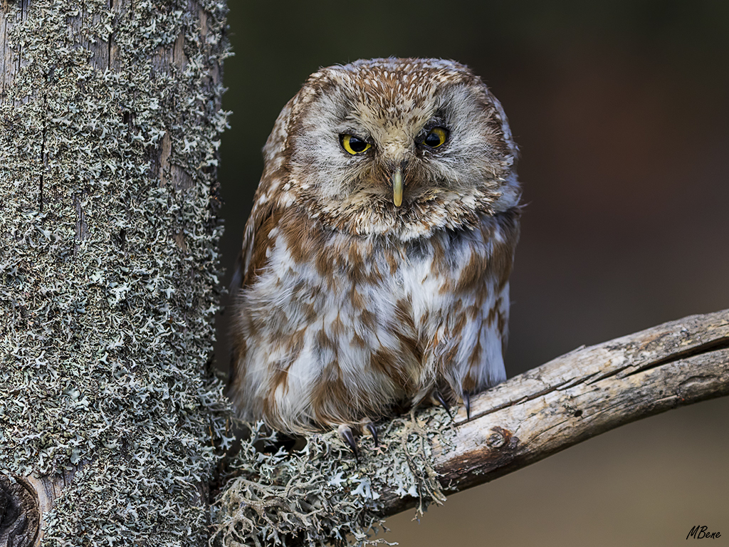 Lechuza boreal. Lozoya, ene2017