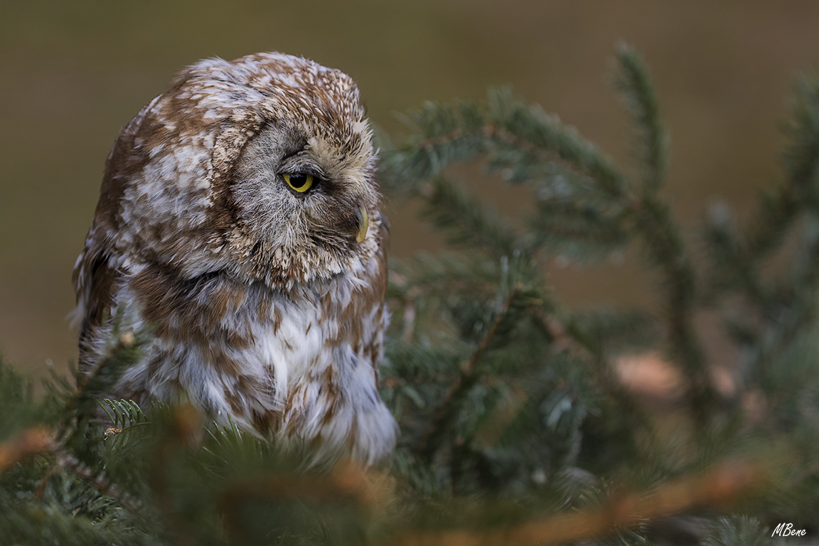 Lechuza boreal. Lozoya, ene2017