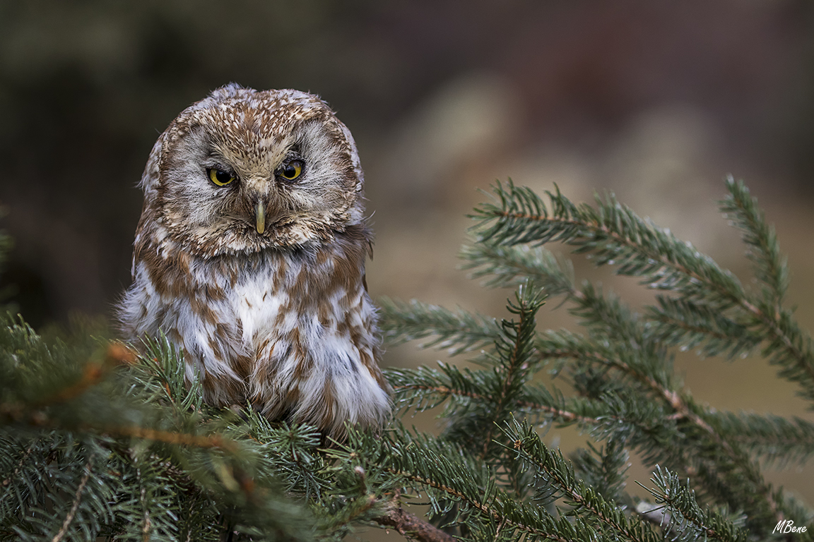 Lechuza boreal. Lozoya, ene2017