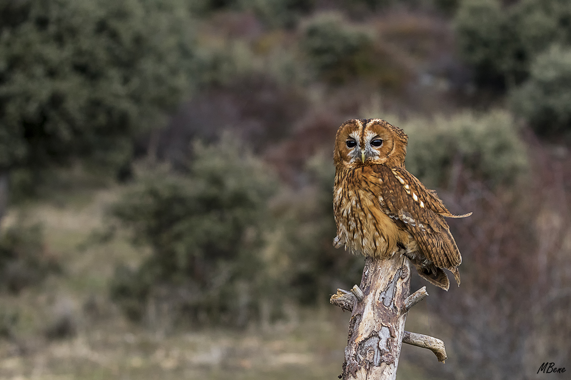 Cárabo. Lozoya, ene2017