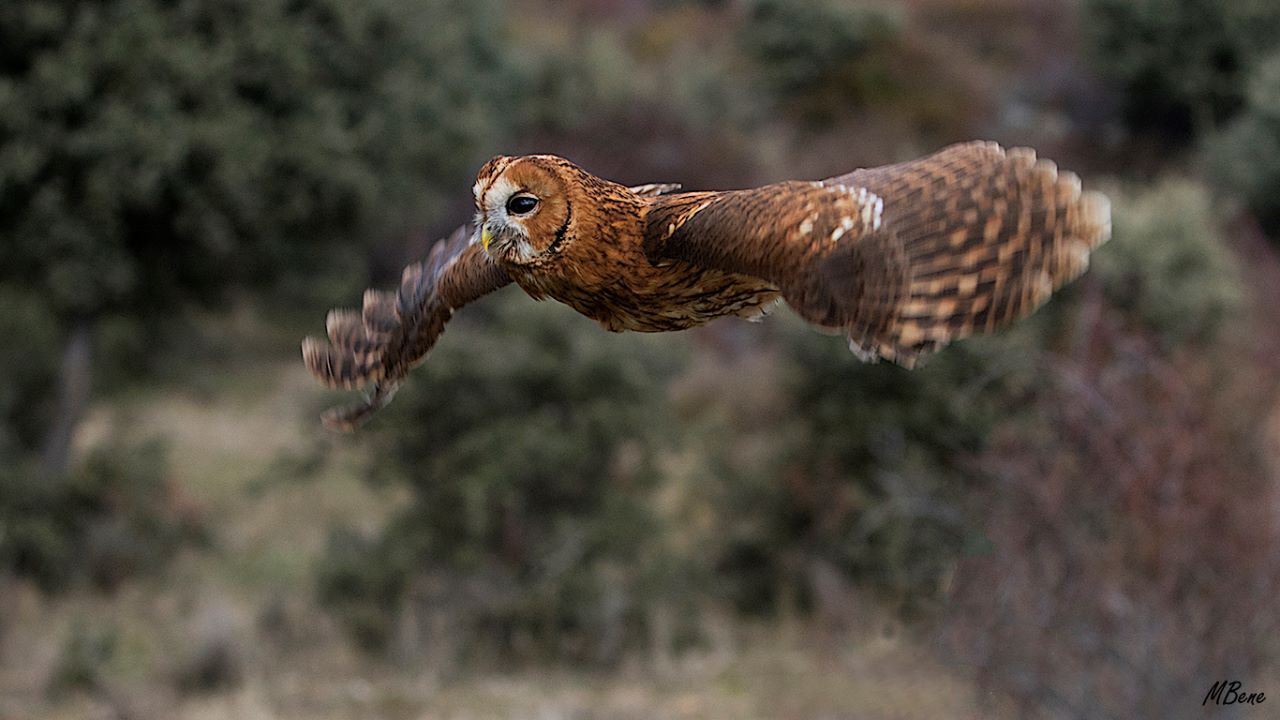 Cárabo. Lozoya, ene2017