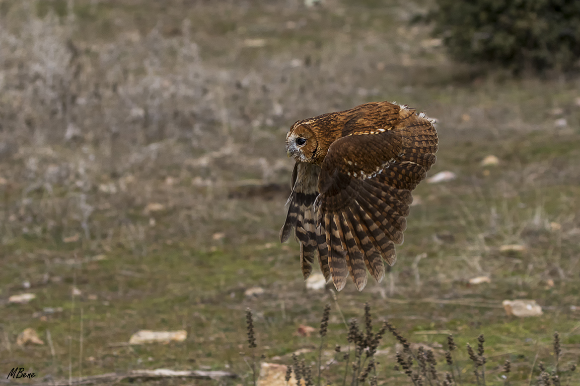Cárabo. Lozoya, ene2017