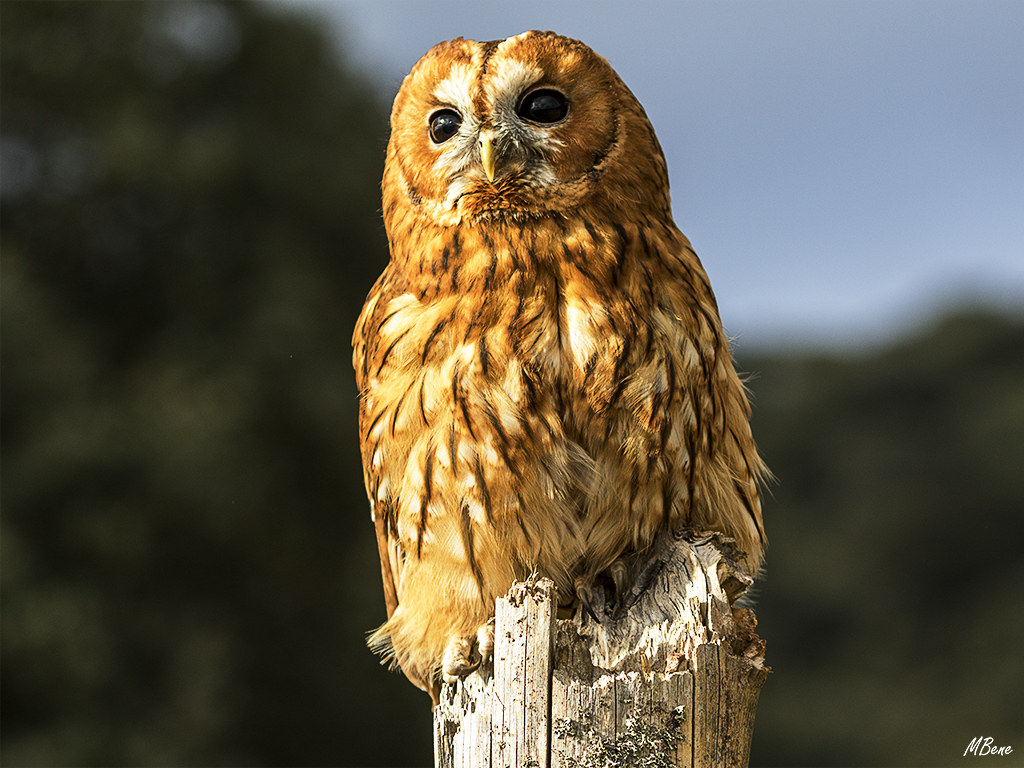 Cárabo. Lozoya, ene2017
