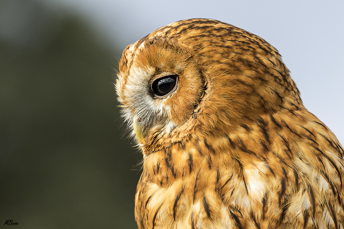 Cárabo. Lozoya, ene2017