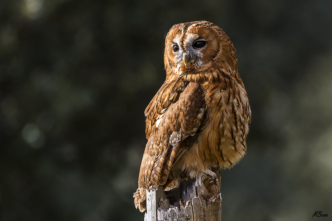 Cárabo. Lozoya, ene2017