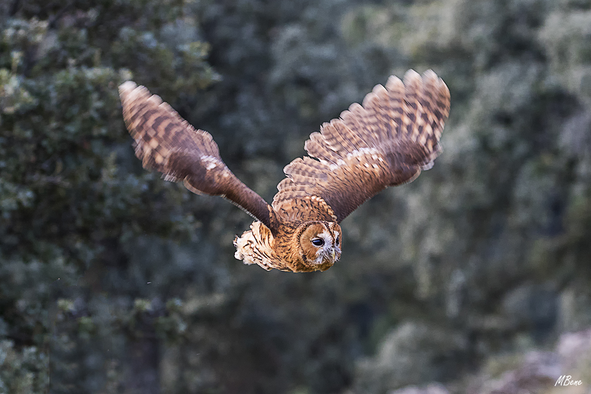 Cárabo. Lozoya, ene2017