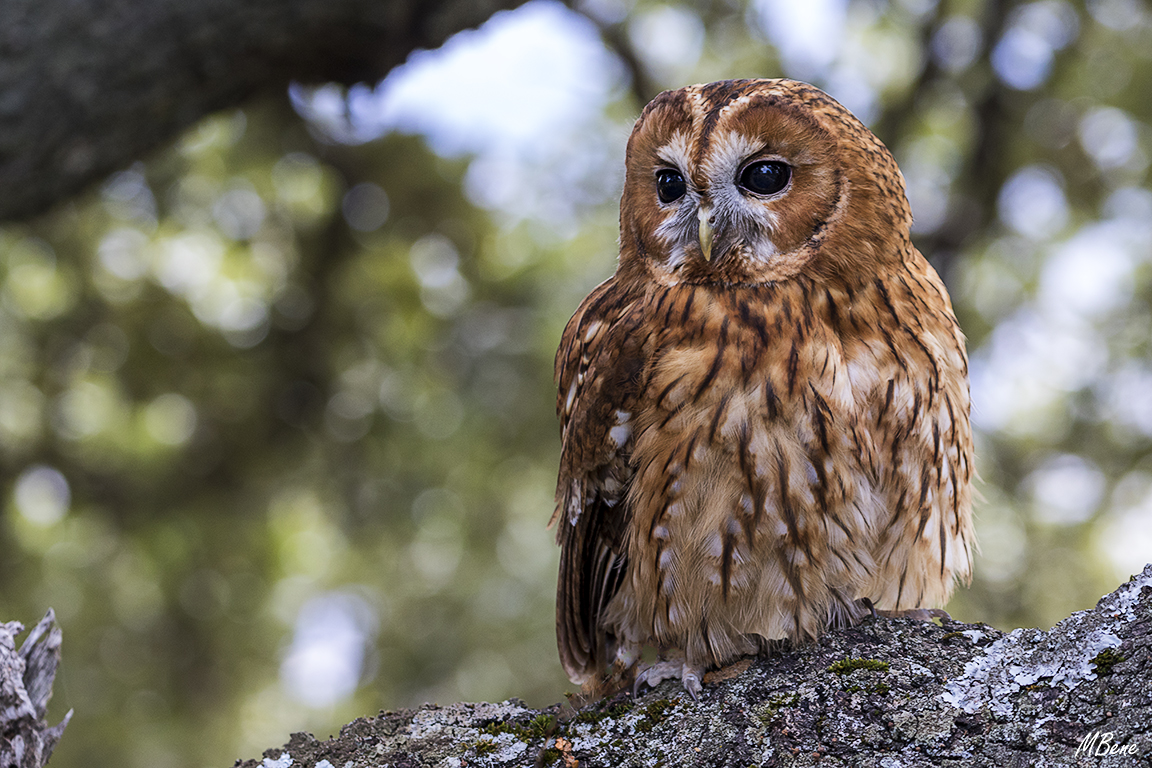 Cárabo. Lozoya, ene2017