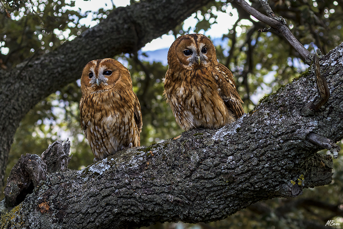 Cárabo. Lozoya, ene2017