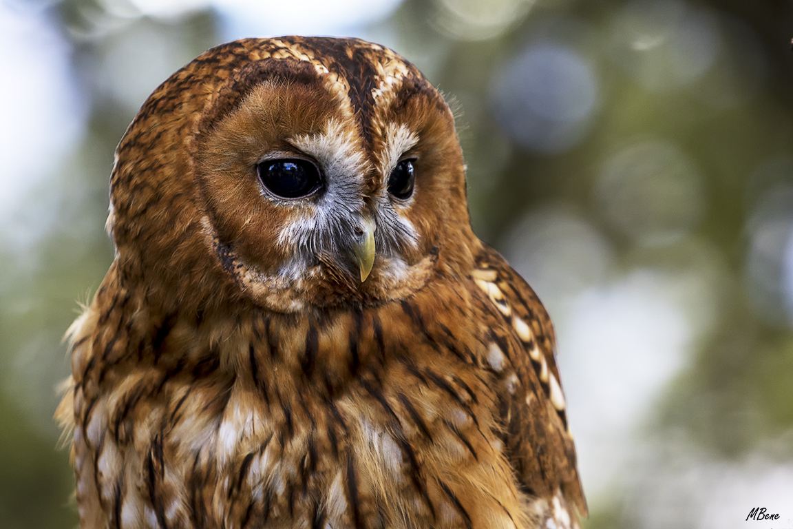 Cárabo. Lozoya, ene2017