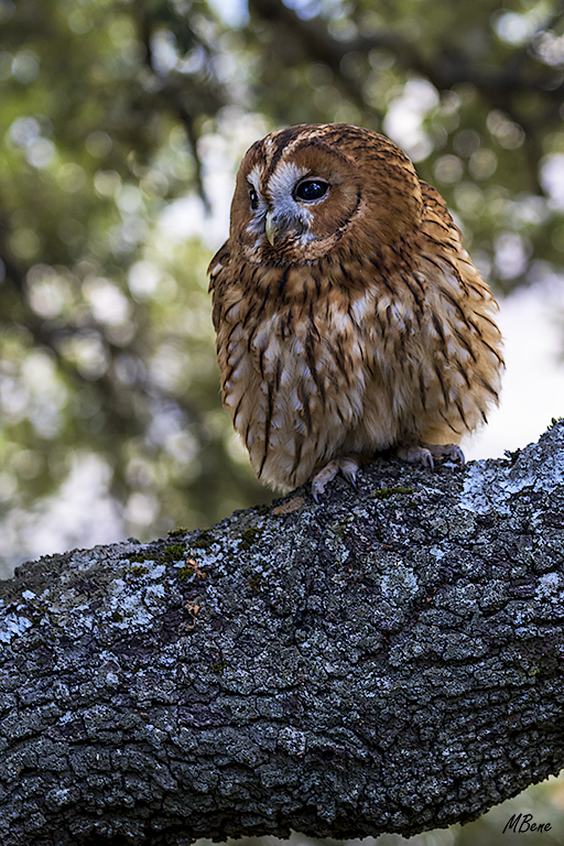 Cárabo. Lozoya, ene2017