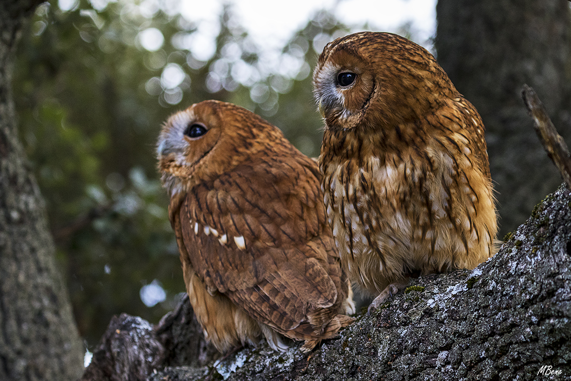 Cárabo. Lozoya, ene2017