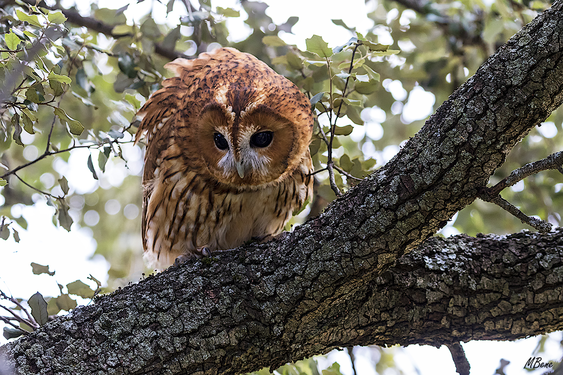 Cárabo. Lozoya, ene2017