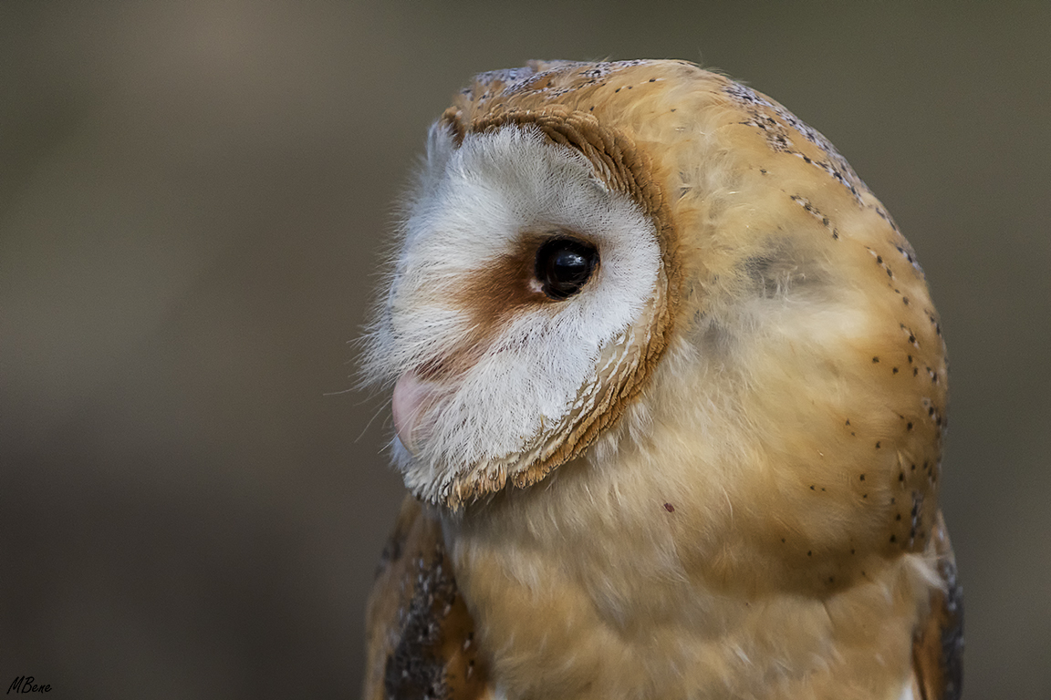 Lechuza. Lozoya, ene2017