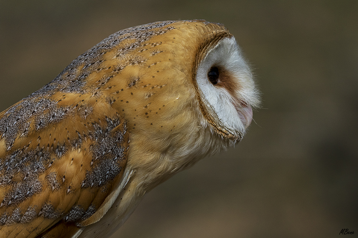 Lechuza. Lozoya, ene2017