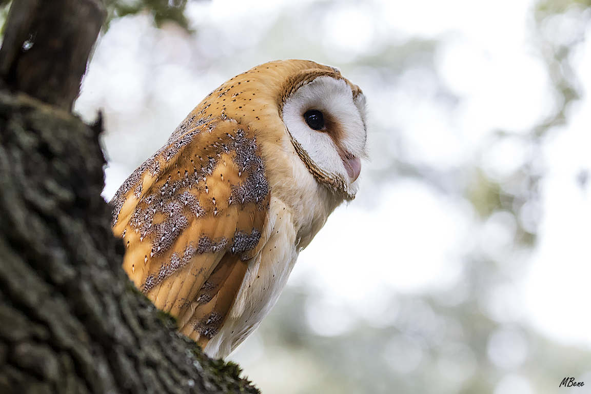 Lechuza. Lozoya, ene2017