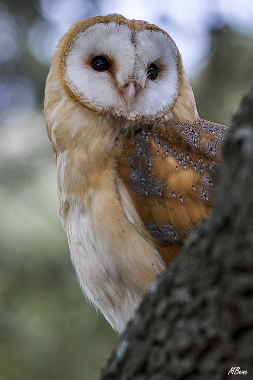 Lechuza. Lozoya, ene2017