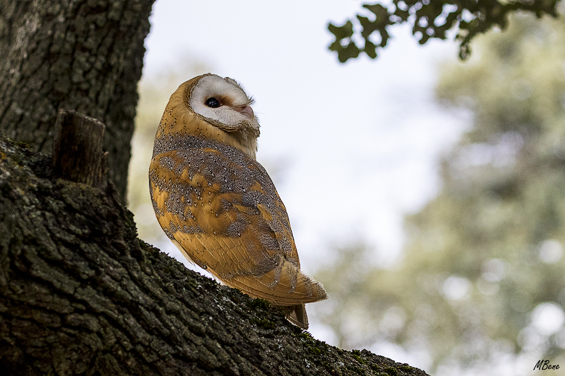 Lechuza. Lozoya, ene2017
