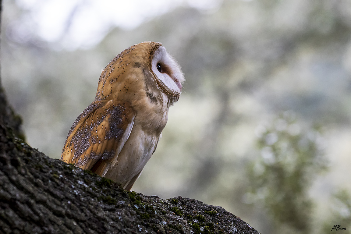 Lechuza. Lozoya, ene2017