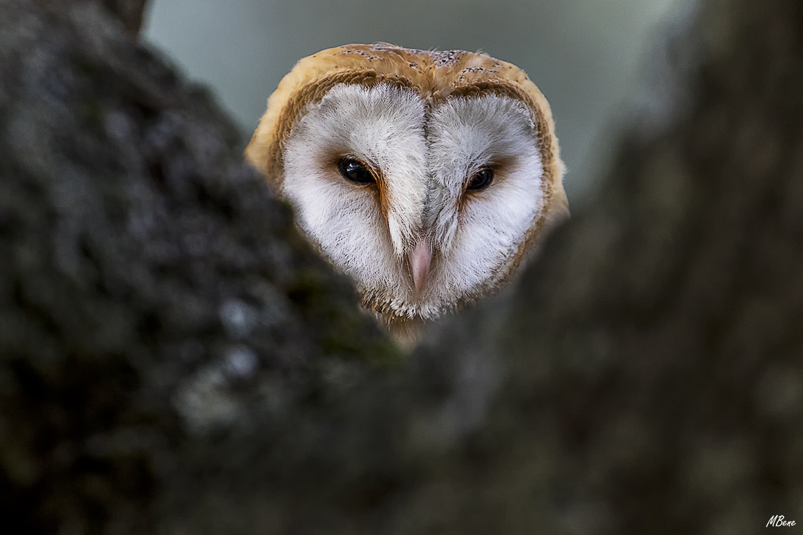 Lechuza. Lozoya, ene2017