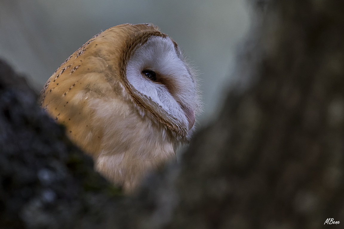 Lechuza. Lozoya, ene2017