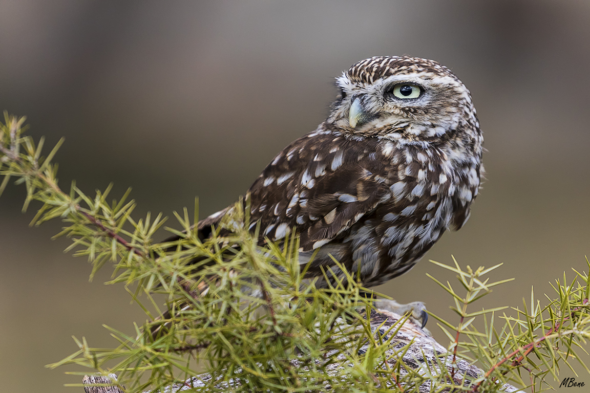 Mochuelo. Lozoya, ene2017