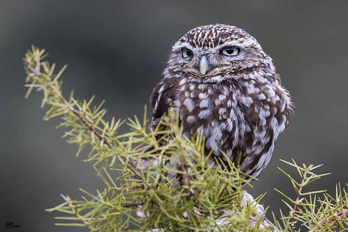 Mochuelo. Lozoya, ene2017