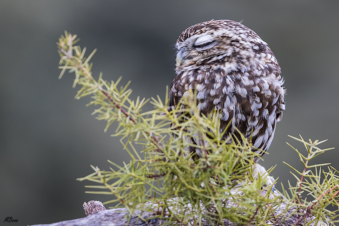 Mochuelo. Lozoya, ene2017