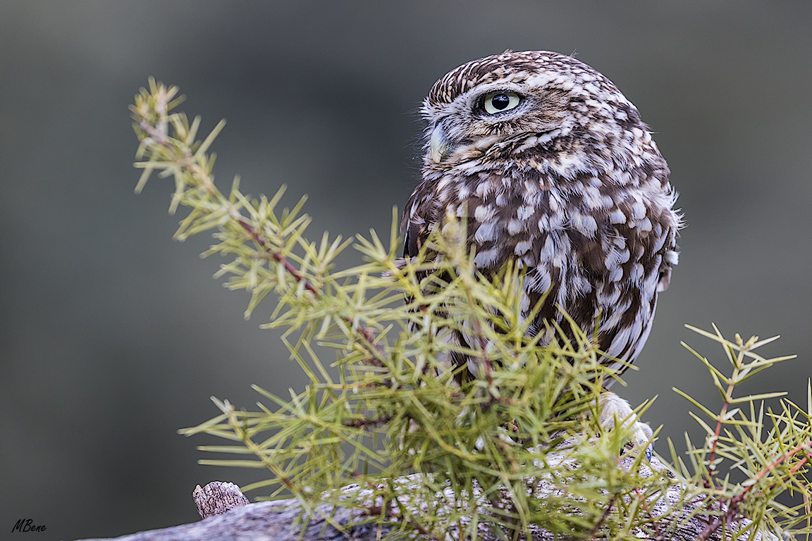 Mochuelo. Lozoya, ene2017