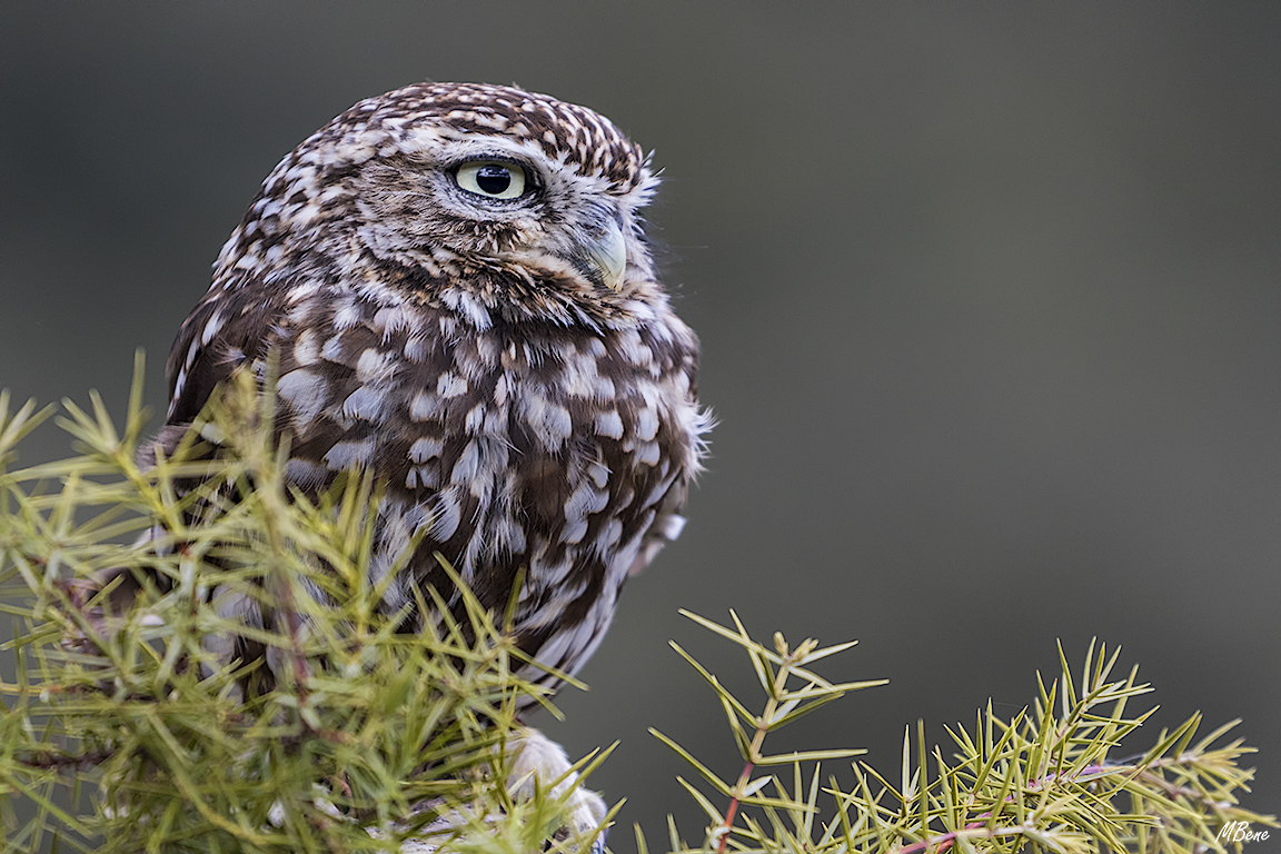 Mochuelo. Lozoya, ene2017