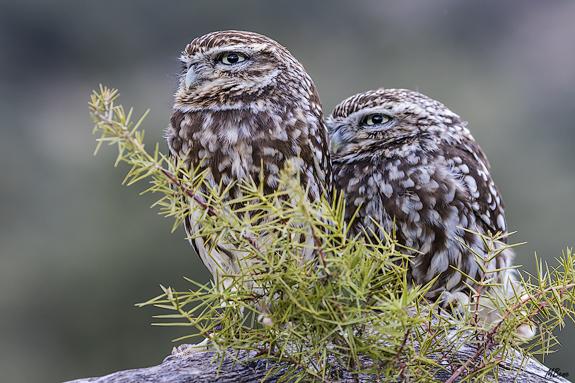 Mochuelo. Lozoya, ene2017