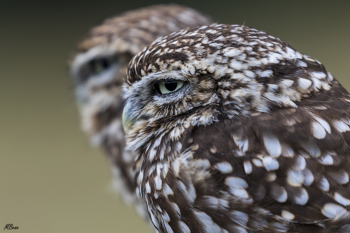 Mochuelo. Lozoya, ene2017