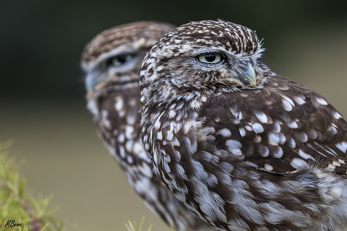 Mochuelo. Lozoya, ene2017