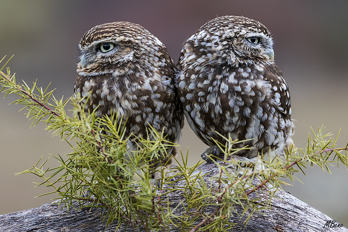 Mochuelo. Lozoya, ene2017