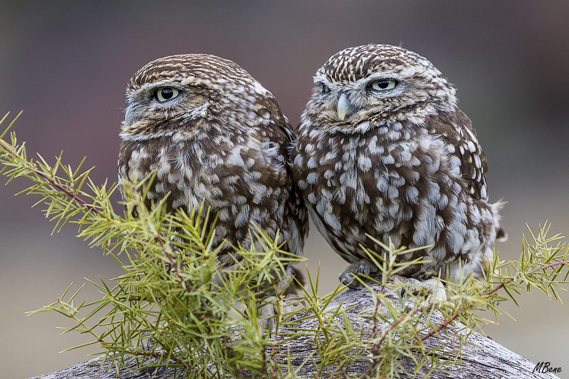 Mochuelo. Lozoya, ene2017
