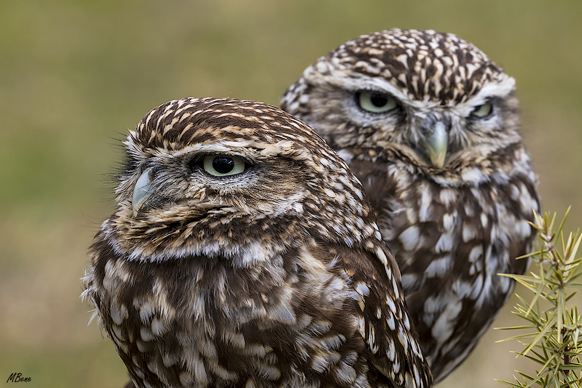 Mochuelo. Lozoya, ene2017