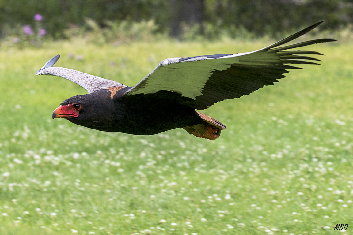 Monasterio de Piedra, may2017