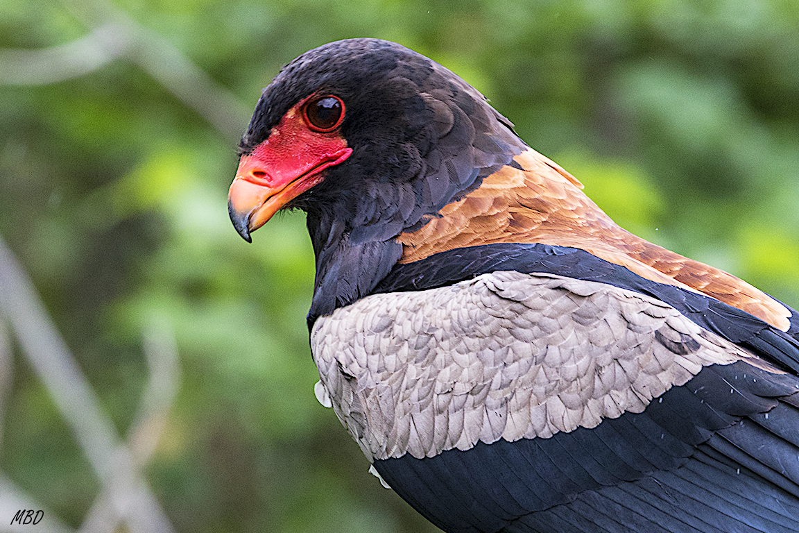 Monasterio de Piedra, may2017