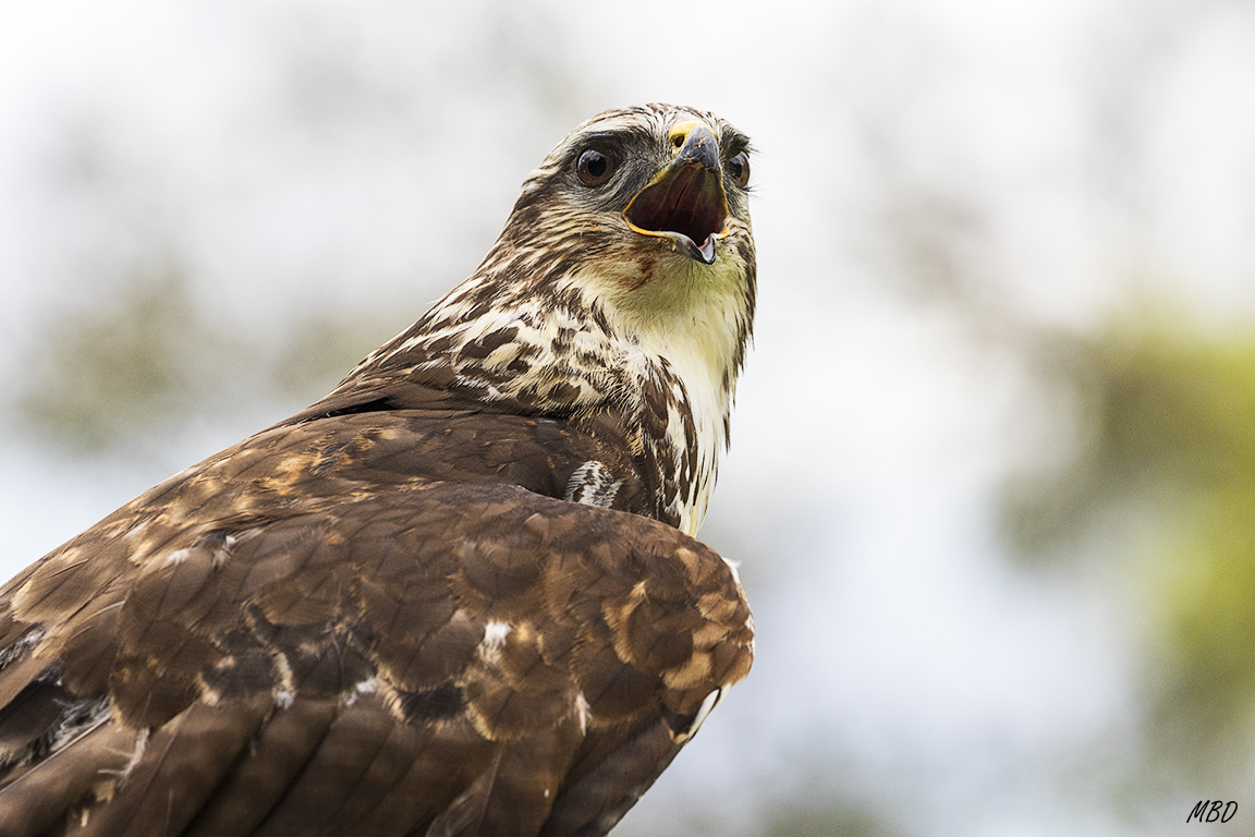 Monasterio de Piedra, may2017