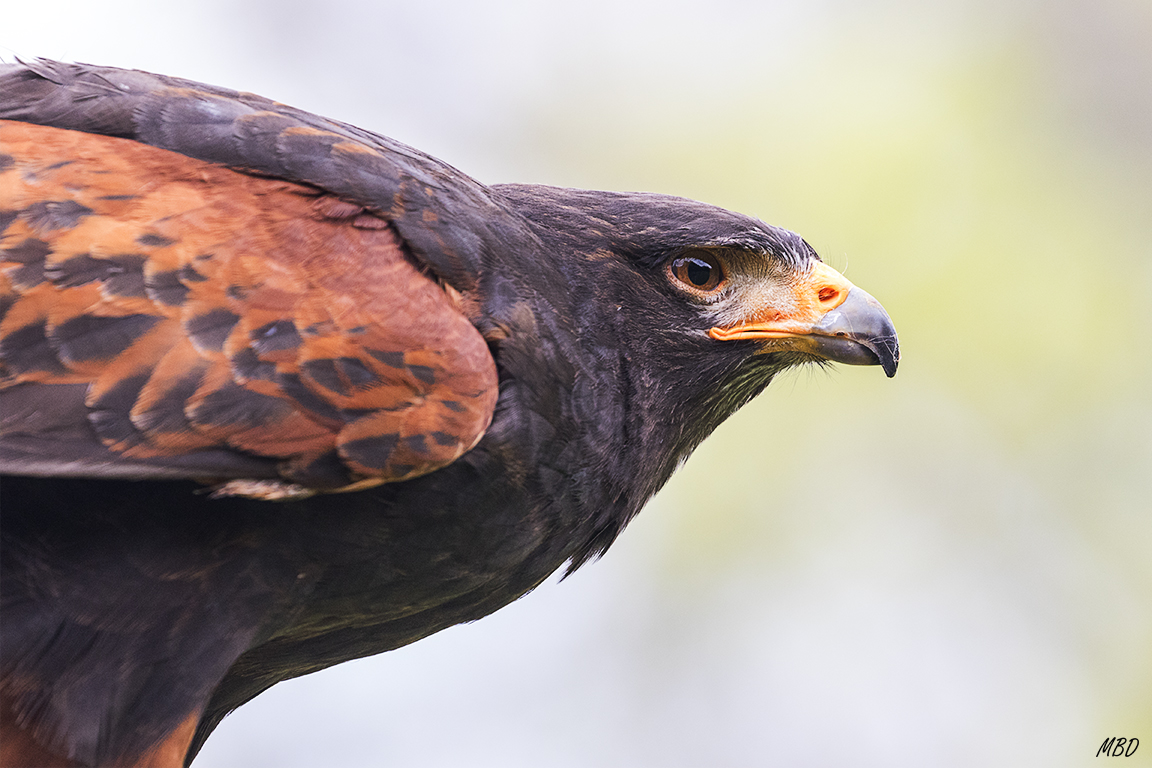 Monasterio de Piedra, may2017