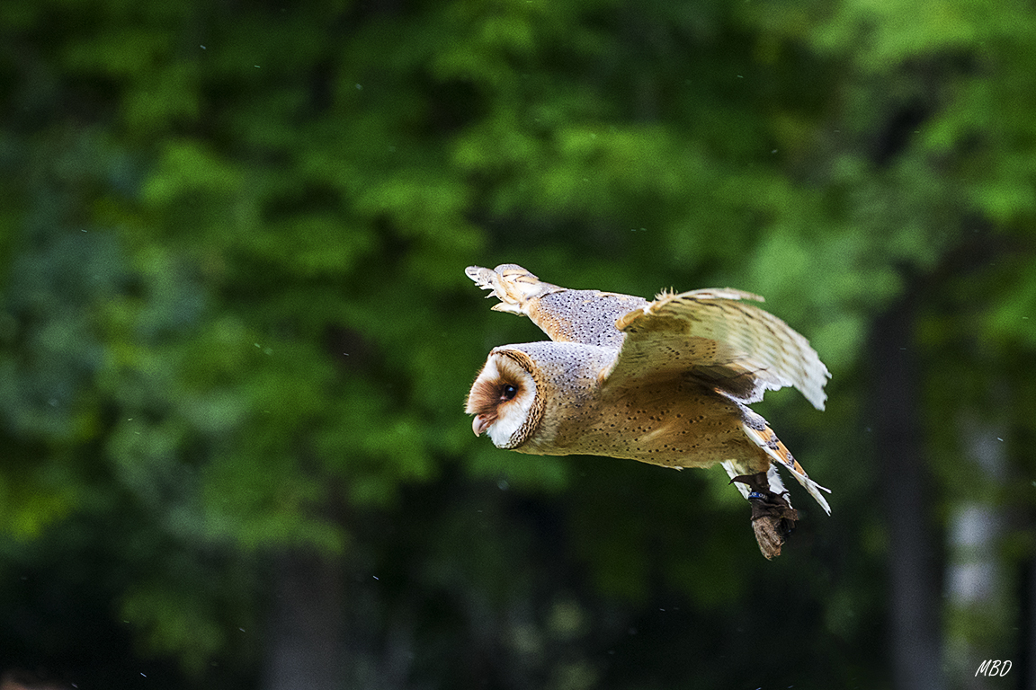Monasterio de Piedra, may2017