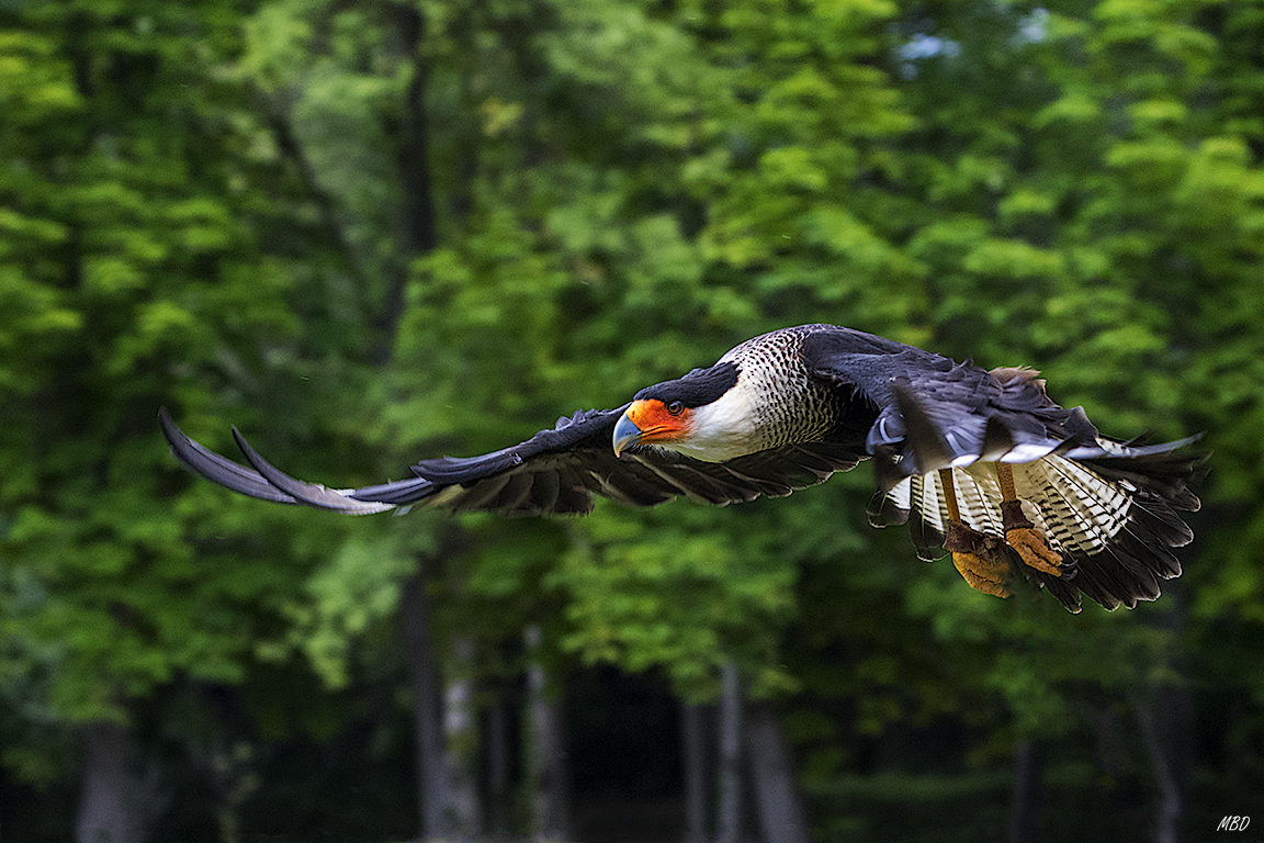 Monasterio de Piedra, may2017